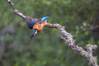 Vogels Nederland