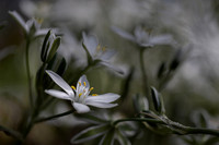 flora