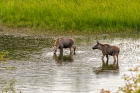 eland